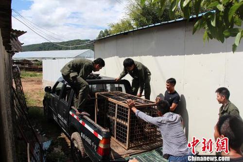云南一农户朋友圈晒黑熊森林公安找上门
