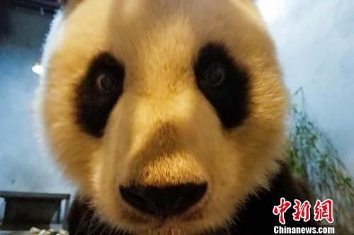 图为大熊猫健康及营养状况正在恢复。西安秦岭野生动物园供图