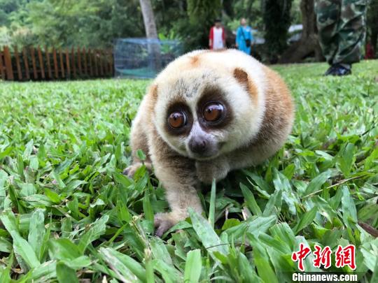 西双版纳“国宝”蜂猴偷食芭蕉好心居民救助