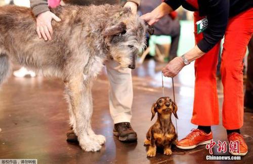 资料图:宠物狗 资料图:宠物狗