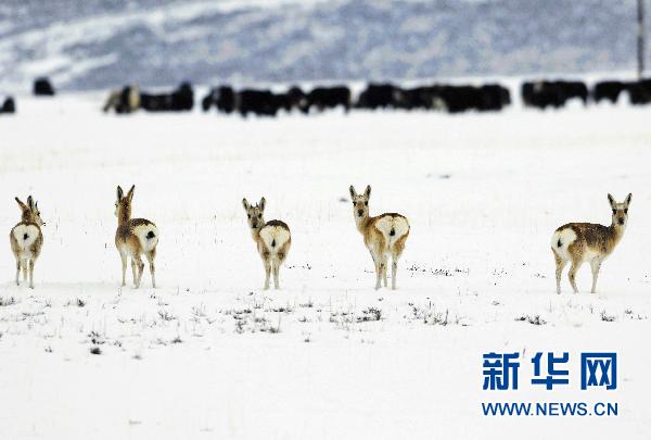 Img307201284 Img307201284