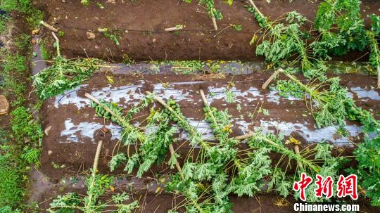 被台风吹毁的木瓜树 张再漾 摄 被台风吹毁的木瓜树 张再漾 摄