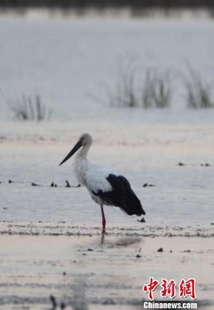 东方白鹳全球仅3000只左右，素有“鸟类大熊猫”之称。　李军俊 摄