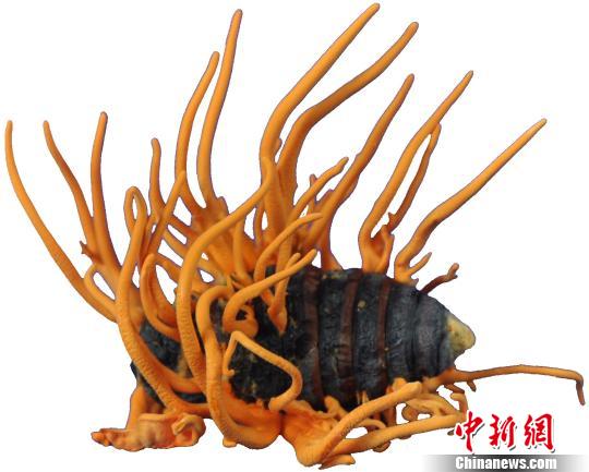 中国科学家发现“虫草抗癌”新机理