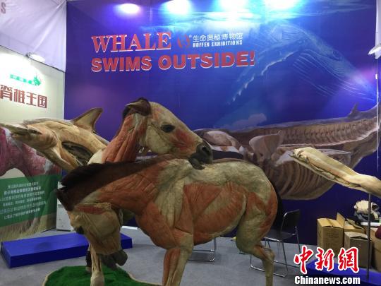 图为“生命奥秘博物馆”?！≡?摄