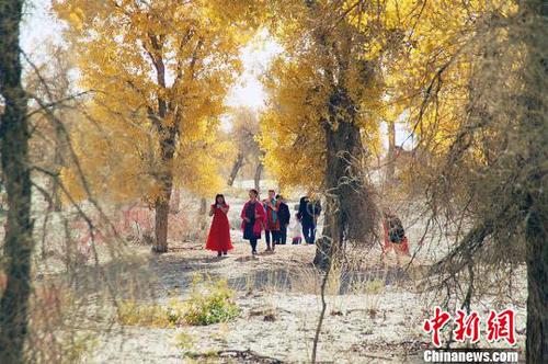 胡杨“披黄挂金”，引来游客驻足欣赏，拍照留念。　杨厚伟 摄