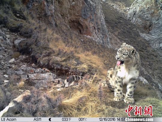 通过多年来对三江源地区雪豹监测，目前初步估算数量在1000只以上，是全球雪豹连片分布最为集中的地区，其中仅澜沧江源头地区就栖息着300余只雪豹。山水自然保护中心提供