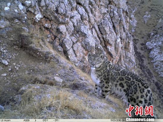 在近两届全球雪豹峰会上，三江源地区连续被学界公认为世界雪豹分布最密集、种群数量增长最快的区域之一。山水自然保护中心提供