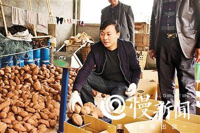 杨彪把村民自种的红薯称重装箱打包发货 点击进入下一页