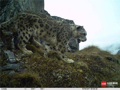 成都首次雪豹专项调查结束:成都范围有 至少两只