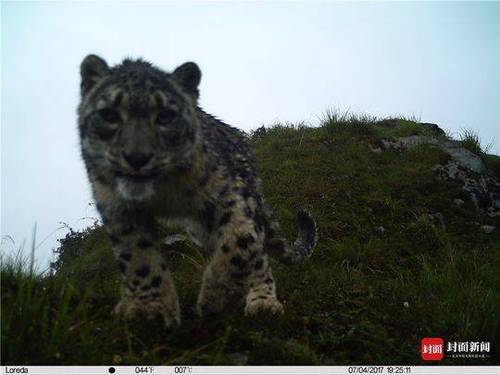 成都首次雪豹专项调查结束:成都范围有 至少两只