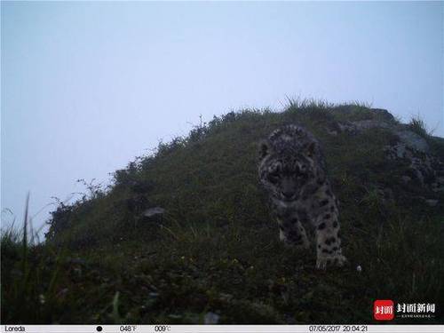 成都首次雪豹专项调查结束:成都范围有 至少两只
