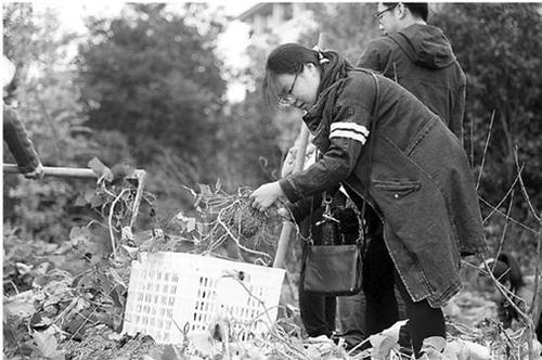 高校农学院种菜成必修课:种不出萝卜番薯毕不了业