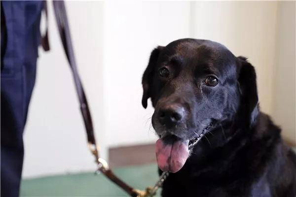 流浪狗被捡后到联合国当保安 过上丰衣足食生活