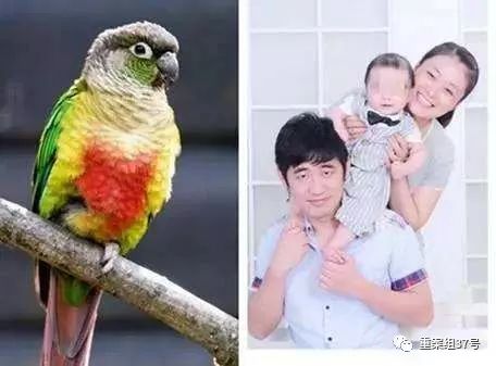 男子出售6只鹦鹉被判5年 男子出售6只鹦鹉被判5年