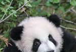 全球圈养大熊猫种群规模达520只