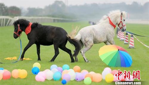 成都温江马术节的“情侣马”?！≈有?摄
