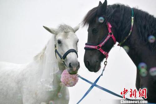 肥皂泡中的“情侣马”?！≈有?摄