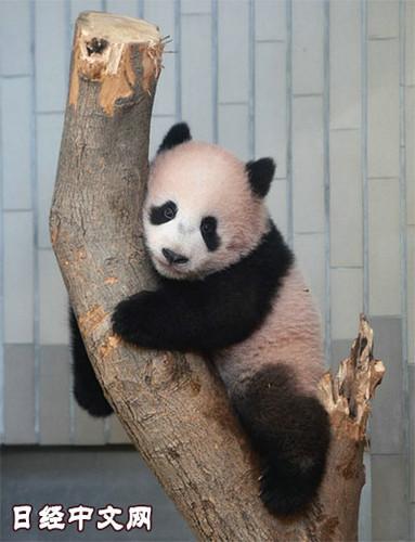 日本上野动物园熊猫宝宝将亮相：抽签观看 限5分钟