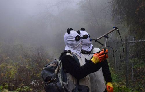 日本上野动物园熊猫宝宝将亮相：抽签观看 限5分钟