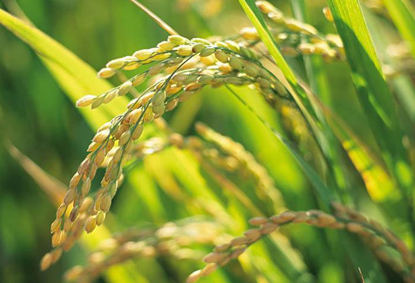 QQ截图20171204084252 QQ截图20171204084252