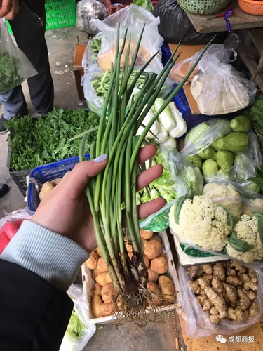 南方妹子遇北方大葱疯了:长了20多年 还没根葱高!