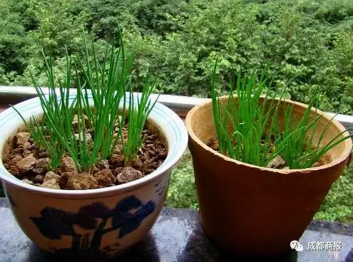 南方妹子遇北方大葱疯了:长了20多年 还没根葱高!