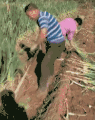 南方妹子遇北方大葱疯了:长了20多年 还没根葱高!