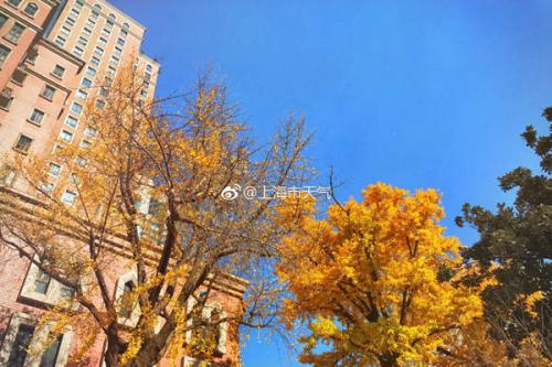 昨天，上海虽然阳光明媚，但13时气温只有7-8℃。(图片来源：@上海市天气)