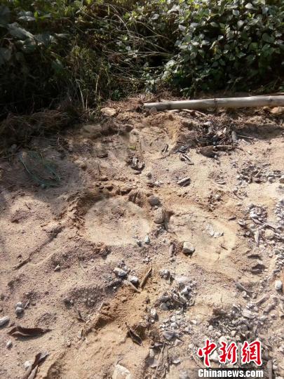 图为野象在路边留下脚印 森林公安供图 点击进入下一页