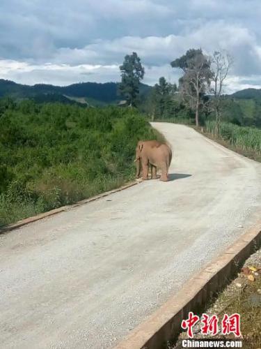 涉事野象在事发地附近逗留 森林公安供图 点击进入下一页
