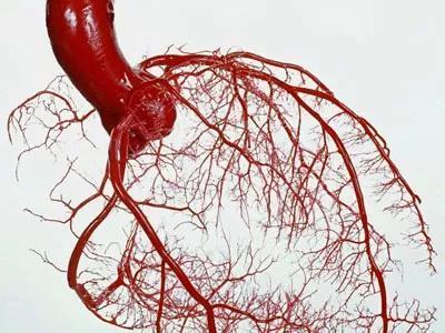 女子腹部剧痛第二天便去世 医生:这种病冬季高发