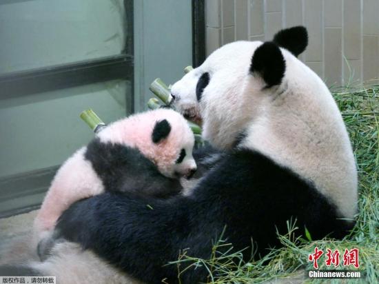 当地时间2017年9月25日，日本东京，东京上野动物园出生的熊猫宝宝名字为“香香”。据报道，动物园在7月28日至8月10日期间为熊猫宝宝举行了征名活动，为熊猫宝宝征集到32.2万个名字。今早8点，日方选考委员会经过与中方协商，最终决定使用“香香”这个名字。