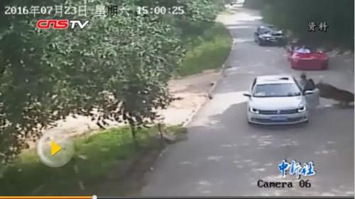 图片来源:视频截图 图片来源:视频截图