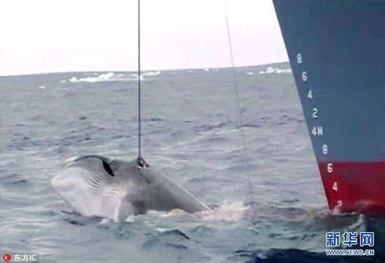 日本计划4个月捕杀333条鲸鱼 欧盟和12国联名谴责