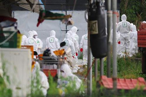 韩国紧急扑杀家禽2 韩国紧急扑杀家禽2