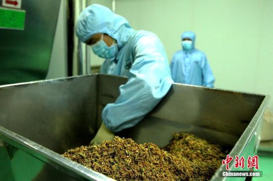 5月31日，<a target='_blank' href='http://www.chinanews.com/'>中新社</a>记者探访位于青海省藏医院藏药制剂室，该制剂室系中国面积最大、制剂类型最全、年生产能力最强的藏药制剂室。据悉，该制剂室有散剂、丸剂、酒剂、栓剂、煎膏剂、巴布膏剂等12种藏药剂型生产线，可生产368种藏药品种，年产能力200吨。图为藏药材粉碎设备(局部)。<a target='_blank' href='http://www.chinanews.com/'>中新社</a>记者 张添福 摄