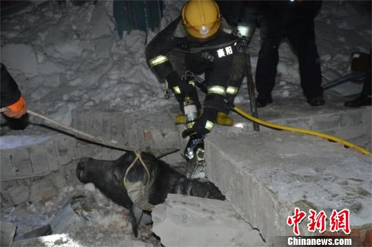 积雪压塌湖北老河口一牛棚，消防官兵解救遭埋压的牛 许金焰 摄