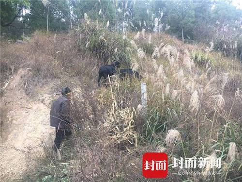 老汉在高速公路边放羊 因隔离栏内绿化带植被茂盛
