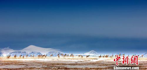 坚守可可西里的故事：生命到了边缘，才显得深刻