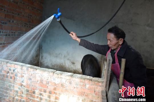 刘云富在清洗猪圈?！∷罩夜?摄