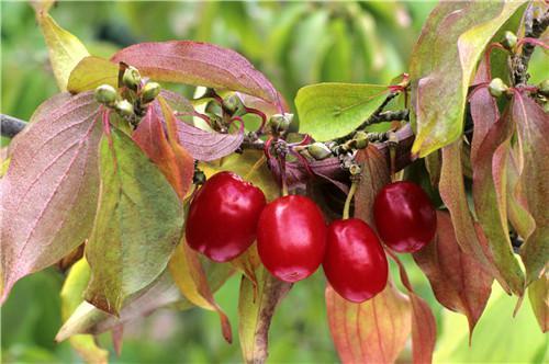 爱晕车是什么原因？预防晕车吃啥管用？