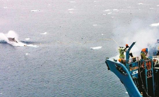 无视国际抗议!日本考虑升级捕鲸船 继续在南极捕鲸