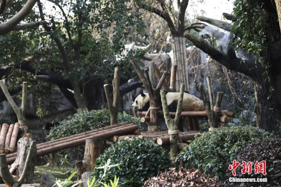 资料图:成都大熊猫繁育研究基地太阳产房。 钟欣 摄 点击进入下一页