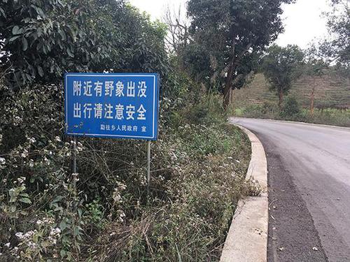 云南野象25年致53人死 试点村寨建围栏防象