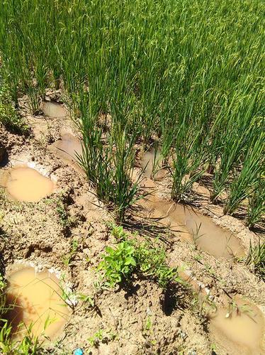 云南野象25年致53人死 试点村寨建围栏防象