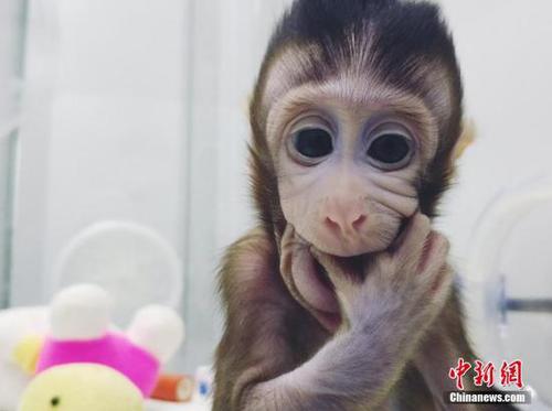图为体细胞克隆猴 图为体细胞克隆猴