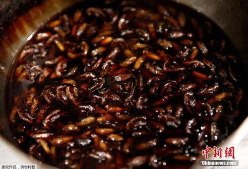 近日，好奇心十足的日本饕客在东京一家餐厅外排起了长队，争相品尝“暗黑料理”界的新宠——炸昆虫拉面。据报道，位于东京的Nagi豚骨拉面店在4个小时内，就卖光了当天活动限定的100碗昆虫拉面。这一碗炸昆虫拉面端上桌，最抢眼的就是拉面上放的“配菜”——10几只小蟋蟀和面包虫。客人会将面沾入蟋蟀、蚱蜢或蚕粉风味的汤汁后食用。