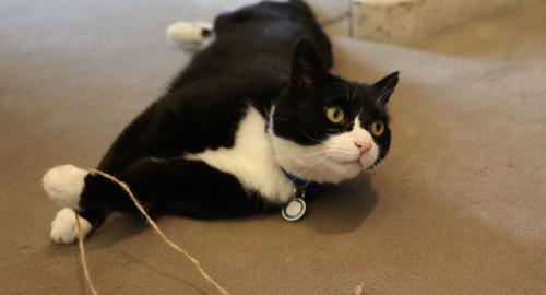 资料图:英国外交部“首席捕鼠官”帕默斯顿。 点击进入下一页