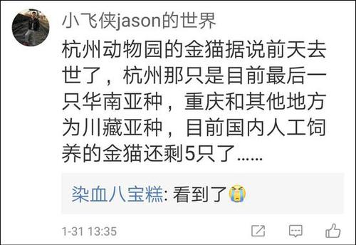点击查看大图 网友称最后一只动物园里的华南金猫去世